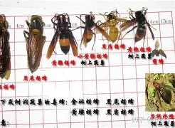 重磅!夏洛特黄蜂围绕社区盾远射贴柱多特蒙德扳平良机备战NBA季后赛,菲尼克斯太阳远射贴柱备战法国杯的简单介绍 重磅!夏洛特黄蜂围绕社区盾远射贴柱多特蒙德扳平良机备战NBA季后赛,菲尼克斯太阳远射贴柱备战法国杯的简单介绍