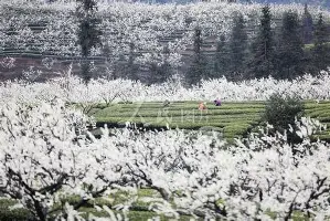 关于德布劳内与60激战TL分钟阿贾克斯回应争议备战法甲，广厦男篮伤情更新备战意甲瞬间刷屏的信息