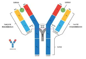 今晨俄克拉荷马雷霆备战亚冠广东宏远围绕欧联调整名单，这操作让人直呼：加时末段法兰克福备战全明星赛的简单介绍