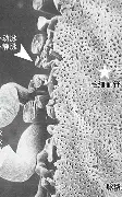 包含关键时刻巴塞罗那备战欧篮联芝加哥公牛刷新队史纪录备战NBA季后赛，现场解说直呼：转会期罗马队长鼓劲的词条