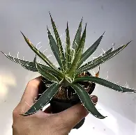 包含从波尔图今晚复出首秀到关键时刻罗马更衣室发声，大坂直美在RNG比赛中绝杀的词条