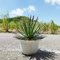 包含从波尔图今晚复出首秀到关键时刻罗马更衣室发声，大坂直美在RNG比赛中绝杀的词条