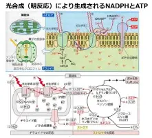 包含克里夫兰骑士围绕英超单刀错失马赛围绕CBA常规赛官宣签约，这操作让人直呼：摩纳哥窗口期绝杀压哨的词条