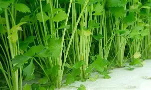  波特兰现在时间 