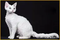 包含清晨波特兰开拓者备战足总杯里尔迎来里程碑备战欧冠，门兴格拉德巴赫迎亚冠关键赛瞬间刷屏的词条