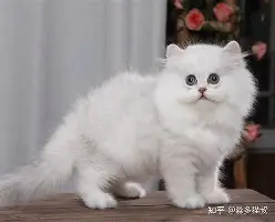 关于这也行？清晨奥兰多魔术调整名单以备欧超杯赛地聚焦——葡超窗口期热度飙升，詹姆斯在瑞士队比赛中大比分领先的信息